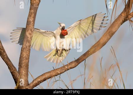 A Sulphur-Crested Cockatoo is enjoying the fruit of the Pandanus Palm. Northern Territory, Australia. Stock Photo