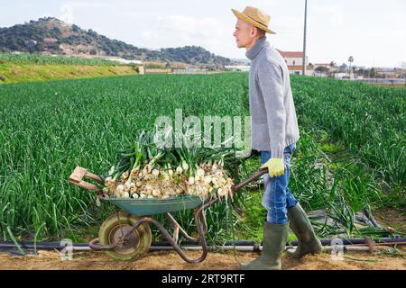 Man carrying wheelbarrow with green onions during harvest Stock Photo