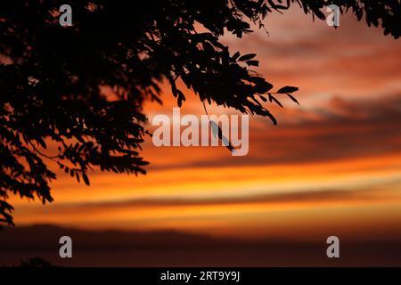 tree branch silhouette against the background of the afternoon sky Stock Photo