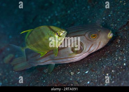 Juvenile Trevally, Carangoides sp. cooperatively hunting with Narrow-lined Puffer, Arothron manilensis, Hairball dive site, Lembeh Straits, Sulawesi, Stock Photo