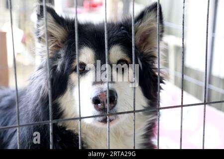 Alaska sled dog in a cage Stock Photo - Alamy
