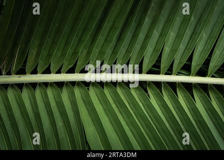 Close up fresh green coconut palm leaves texture background Stock Photo