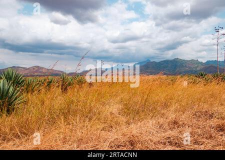 Sisal - Agave sisalana plantation against the background of Uluguru Mountains in Morogoro, Tanzania Stock Photo