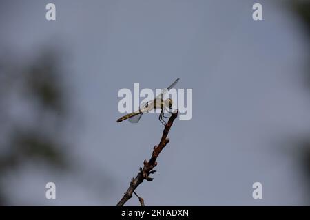 Perching Dragonfly Stock Photo