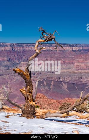 Crooked tree in the snow on the Grand Canyon's South rim. Stock Photo
