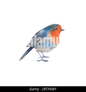 Robin. Watercolor illustration on an isolated background. Winter birds. The animal world Stock Photo