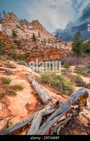 Rock formations eroded by wind and weather in Zion National park, Utah. Stock Photo