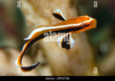 Juvenile Striped Sweetlips, Plectorhinchus lessonii, with parasitic Isopod, Isopoda Family, by eye, Pangah Kecil dive site, Loh Buaya, Rinca Island, K Stock Photo