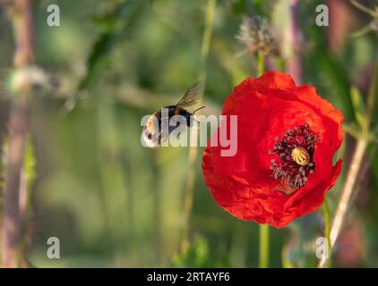 Dusky bumblebee (Bombus terrestris) on corn poppy (Papaver rhoeas), flower meadow, Natura 2000 protected area Salzachauen, Salzburg, Austria Stock Photo