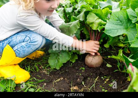 Child's connection with nature: Little girl joyfully pulling a fresh beetroot from the earth Stock Photo