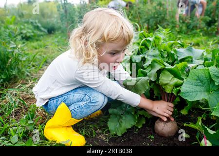 beauty of hands-on gardening: Smiling girl with her hands dirty, harvesting a homegrown beet Stock Photo