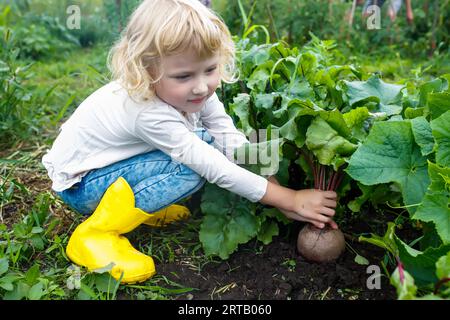 Autumn's bounty in little hands: A happy child plucking a beetroot from the garden Stock Photo