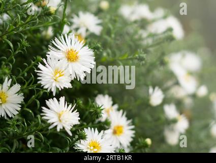 New England aster Andenken an Alma Potschke Stock Photo