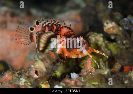 Twinspot Lionfish, Dendrochirus biocellatus, Dropoff dive site, Seraya, Karangasem, Bali, Indonesia Stock Photo