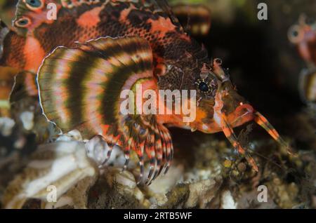 Twinspot Lionfish, Dendrochirus biocellatus, Dropoff dive site, Seraya, Karangasem, Bali, Indonesia Stock Photo