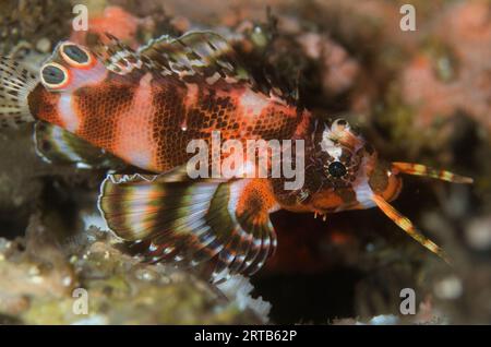 Twinspot Lionfish, Dendrochirus biocellatus, Dropoff dive site, Seraya, Karangasem, Bali, Indonesia Stock Photo