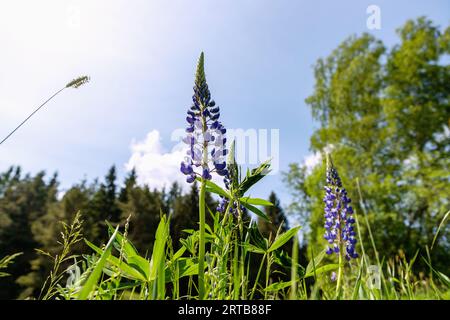 Meadow landscape with lupins in the Vltava Valley near Nová Pec in the Bohemian Forest in the Czech Republic Stock Photo