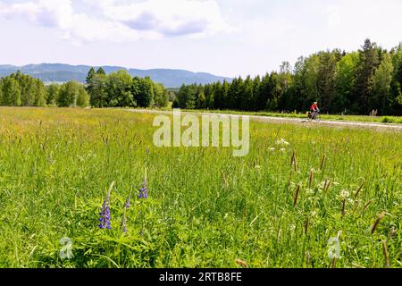 Meadow landscape with lupins on the Vltava cycle path in the Vltava Valley near Nová Pec in the Bohemian Forest in the Czech Republic Stock Photo