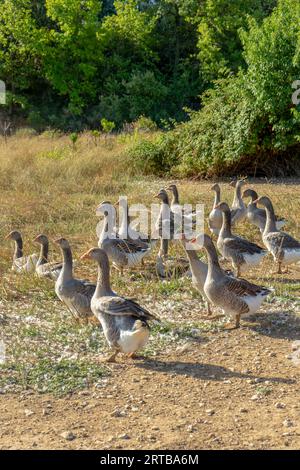 Free-Range Goose Farming, élévation oies Stock Photo