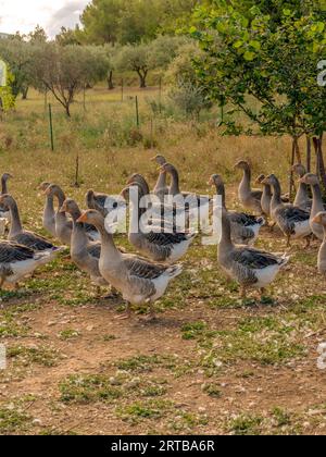 Free-Range Goose Farming, élévation oies Stock Photo