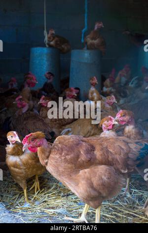 Free Range bird farm / Volailles fermières élevées en plein air et au grain, Hühner in Freilandhaltung Stock Photo