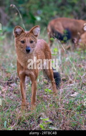 Wild Dogs Hunting - Bandipur, Karnataka, India Stock Photo