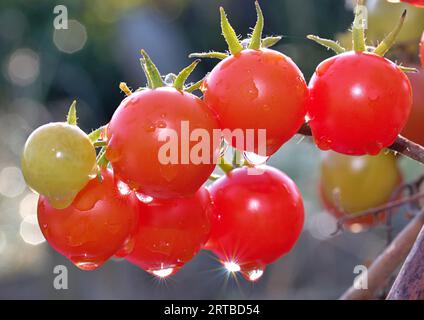 Ripe tomatoes on the vine Stock Photo