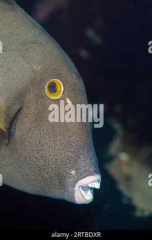 Broom Filefish (Amanses scopas Stock Photo - Alamy