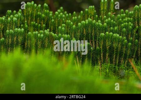 fir clubmoss, mountain clubmoss, fir-clubmoss (Huperzia selago, Lycopodium selago), group with sporangia, Netherlands, Drenthe Stock Photo