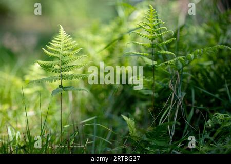 narrow beech fern, northern beech fern (Phegopteris connectilis, Thelypteris phegopteris), fronds, Netherlands, Drenthe Stock Photo