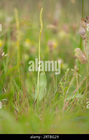 adders-tongue fern, English adder's tongue (Ophioglossum vulgatum), in a meadow, Netherlands, Northern Netherlands Stock Photo