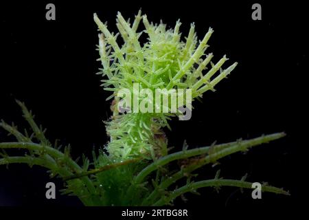Bristly Stonewort (Chara hispida), stem, Netherlands, Northern Netherlands Stock Photo