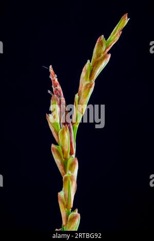 fingered sedge (Carex digitata), inflorescence against black background, Netherlands Stock Photo