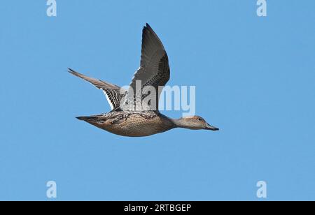 northern pintail (Anas acuta), flying young female in the blue sky, side view, Netherlands Stock Photo