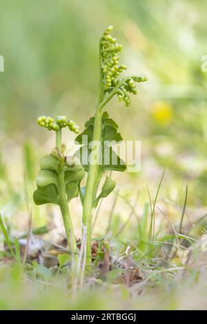 Moonwort grape-fern (Botrychium lunaria), habit, Netherlands, Drenthe Stock Photo