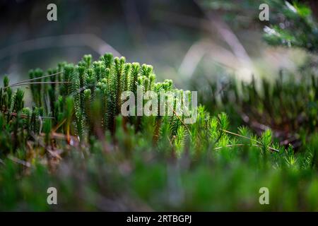 fir clubmoss, mountain clubmoss, fir-clubmoss (Huperzia selago, Lycopodium selago), group with sporangia, Netherlands, Drenthe Stock Photo