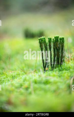 fir clubmoss, mountain clubmoss, fir-clubmoss (Huperzia selago, Lycopodium selago), side view, with sporangia, Netherlands, Drenthe Stock Photo