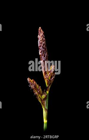 spring sedge (Carex caryophyllea), inflorescence, Netherlands, Overijssel Stock Photo