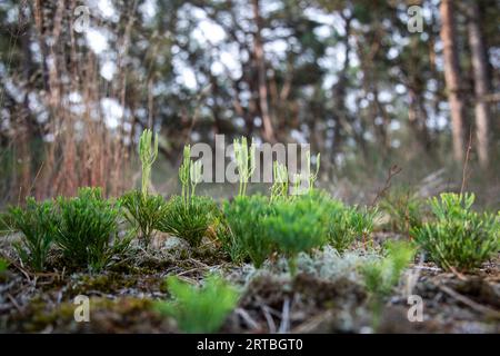 blue clubmoss, blue ground-cedar, ground pine, deep-rooted running-pine, ground cedar (Diphasiastrum tristachyum), with sporangia, Netherlands, Stock Photo