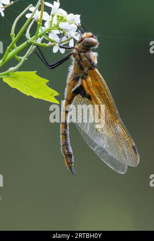 Two-spotted dragonfly, Eurasian baskettail (Epitheca bimaculata, Libellula bimaculata), sitting at a white flower, side view, France Stock Photo