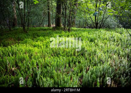 Stiff clubmoss, Stiff ground-pine, Interrupted club-mosses (Lycopodium annotinum, Spinulum annotinum), population, Netherlands, Drenthe Stock Photo