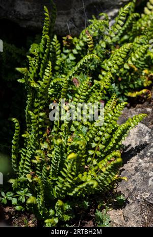 Green spleenwort (Asplenium viride), growing on a rock wall, Switzerland, Valais Stock Photo