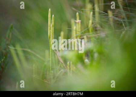 elk-moss, running clubmoss, running ground-pine, stags-horn clubmoss, common club moss (Lycopodium clavatum), plant with cones, Netherlands, Drenthe Stock Photo
