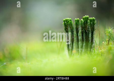 fir clubmoss, mountain clubmoss, fir-clubmoss (Huperzia selago, Lycopodium selago), side view, with sporangia, Netherlands, Drenthe Stock Photo