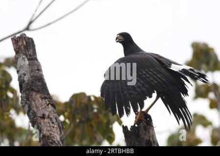 great black hawk (Buteogallus urubitinga), perching with wings spread on a dead tree, USA Stock Photo