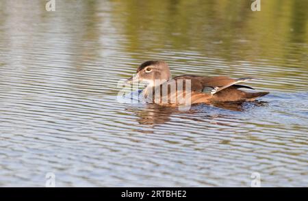 wood duck (Aix sponsa), juvenile on water, USA Stock Photo