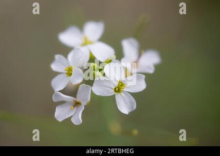 Sand Rock-cress (Cardaminopsis arenosa, Arabidopsis arenosa), flowers, Netherlands, Limburg Stock Photo
