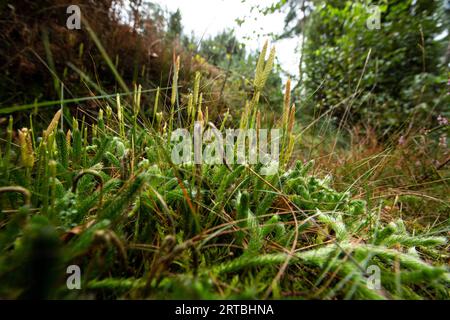 elk-moss, running clubmoss, running ground-pine, stags-horn clubmoss, common club moss (Lycopodium clavatum), plant with cones, Netherlands, Drenthe Stock Photo