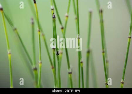 dwarf scouring-rush, Sedge-like horsetail (Equisetum scirpoides), sprouts, Netherlands, Gelderland Stock Photo