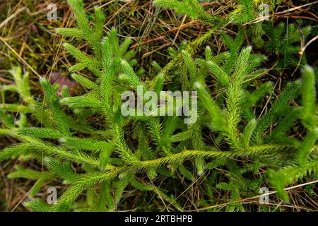 elk-moss, running clubmoss, running ground-pine, stags-horn clubmoss, common club moss (Lycopodium clavatum), sterile stems, Netherlands, Drenthe Stock Photo